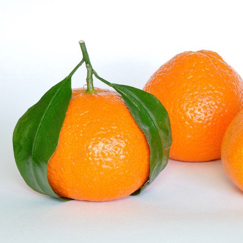 citrus-reticulata_580x2x